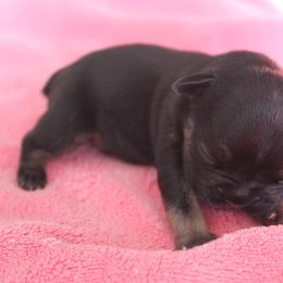 French Bulldog Puppies from The three little frenchies