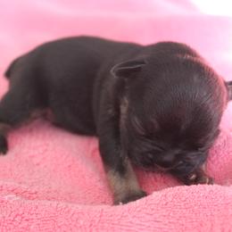 French Bulldog Puppies from The three little frenchies
