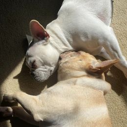 French Bulldogs from Frenchies of Mann