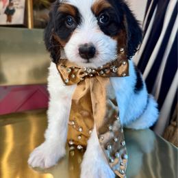 Orange - Tri-color male Bernedoodle puppy in Curtice, Ohio from The Pink Doghouse