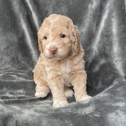 LO'AK - Buff and white male Cockapoo puppy in Cleveland, Georgia from Jam's Doodles And Poodles