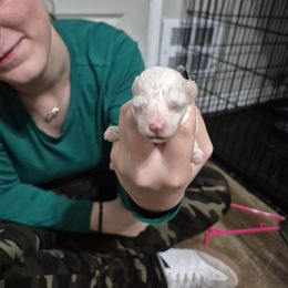 Casper - White male Maltipoo puppy in Everett, Washington from Meadows Ranch