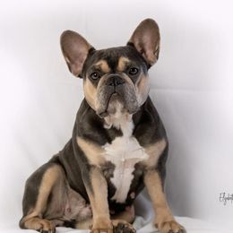 SaNovia - French Bulldog