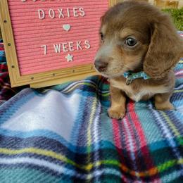 Dachshund Puppies from Dollhouse Doxies