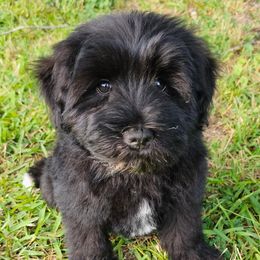 Black collar - Miniature Schnauzer puppy in Arkansas from Central AR Schnoodles