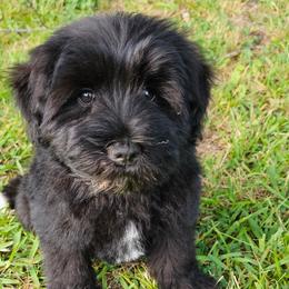 Black collar - Miniature Schnauzer puppy in Arkansas from Central AR Schnoodles