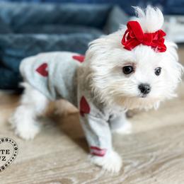 Mal-Shi and Maltese Puppies from Petite Pawz