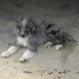Briar - Blue merle male Aussiedoodle puppy in Ambrose, Georgia from Brandilyn's Aussies