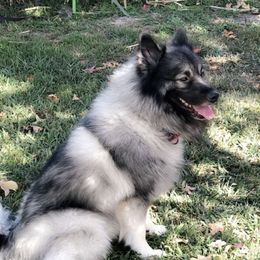 Bear - Keeshond