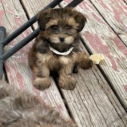 White - Red sable male Havanese puppy in Melba, Idaho from Lawson Havanese