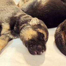 German Shepherd Puppies from vom Hermes German Shepherds