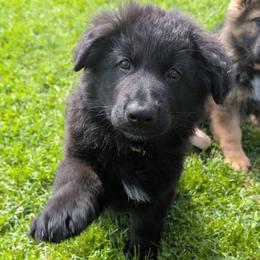Neo - Black male German Shepherd puppy in Waterloo, New York from Von Nikolaos German Shepherds