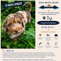 Tanzanite - male Australian Mountain Doodle puppy in Port Orchard, Washington from Yukon Harbor Doodles