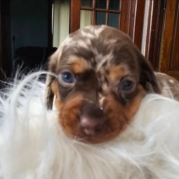 Noelle - Dapple female Dachshund puppy in Angola, Indiana from Heather's Dachshunds