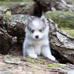 Hespera - Wolf sable female Pomsky puppy in Moultonborough, New Hampshire from Foxfire Arctic Spitz
