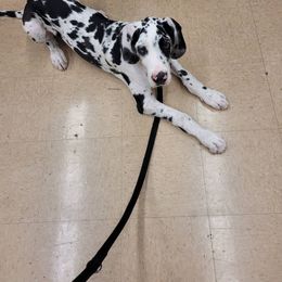 Great Dane All Grown Up from Majestic Giants Great Danes