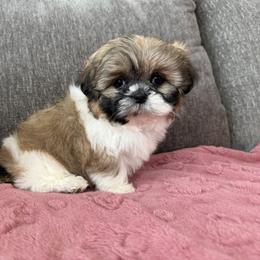 Cherry - Black gold and white female Shih Tzu puppy in Bakersfield, California from Little pumpkin Shih Tzu’s