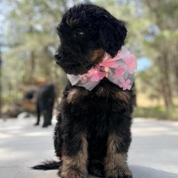 Glow - Black phantom female Aussiedoodle puppy in Colorado Springs, Colorado from Pesky Redneck Mini Ranch