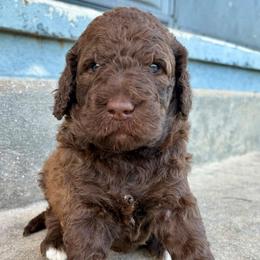 Chili - Chocolate male Goldendoodle puppy in Brooksville, Florida from Spring Prairie Doodles