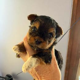 Prince - Parti male Yorkshire Terrier puppy in Jacksonville, Arkansas from Royal Yorkie Terrier