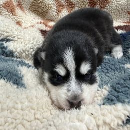 Sugar Plum - Black and white female Pomsky puppy in Auburn, Washington from Periwinkle Pomskies