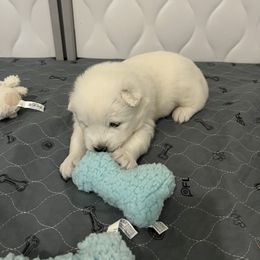 Samoyed Puppies from The Floof Brigade