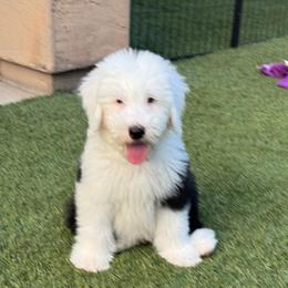 Black collar - Gray and white male Old English Sheepdog puppy in Mesa, Arizona from Desert Sheepies and Doodles