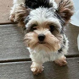Lucy - Yorkshire Terrier
