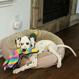 Dalmatian Puppies from Rainier DALS LUA Dalmatians of Washington