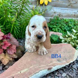 BB4 - Red and white male Basset Hound puppy in Britton, South Dakota from K&S Canines