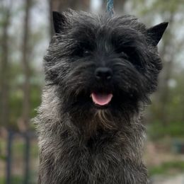 Mavis - Cairn Terrier