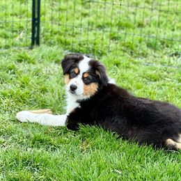 Syrah - Black tri-color Australian Shepherd puppy in Washington from White House Australian Shepherds