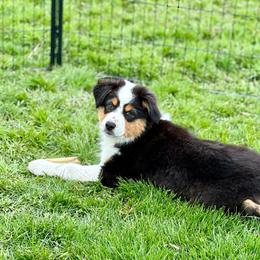Syrah - Black tri-color Australian Shepherd puppy in Washington from White House Australian Shepherds