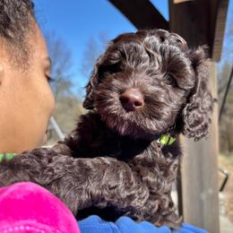 Hershey - Chocolate male Australian Labradoodle puppy in Richmond, Kentucky from Happy Time Doodles