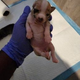 Chihuahua Puppies from Maldonado Pet Life Breeder LLC.