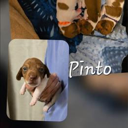 Pinto - Piebald male Dachshund puppy in New Caney, Texas from BouncinMiniWeenies