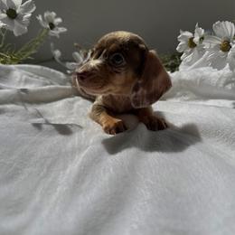 Kobe - Dapple male Dachshund puppy in San Diego, California from Enchanted little dachshunds
