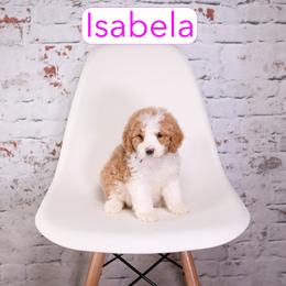 Isabela - female Aussiedoodle puppy in Calhoun, Georgia from Happy Top Doodles