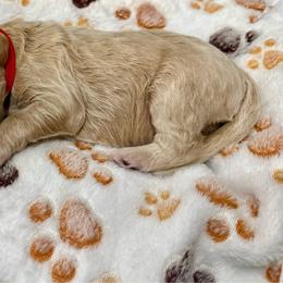 Reid - Cream male Goldendoodle puppy in Brandon, Mississippi from Dazzling & Dapper Doodles of MS