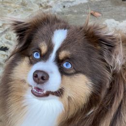 Coby - Miniature Australian Shepherd