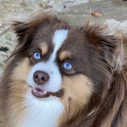 Coby - Miniature Australian Shepherd