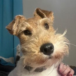 Dorothy - Wire Fox Terrier