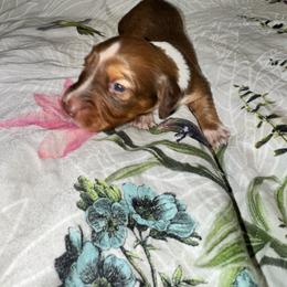 AKC male 1 - Chocolate and tan male Dachshund puppy in Knoxville, Tennessee from Thea's Puppies