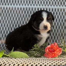 Scottish Terrier and Toy Australian Shepherd Puppies from Pecan Creek