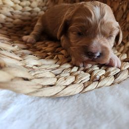 Cavapoo puppies from Blue Meadow Puppies
