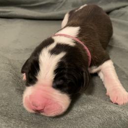 Dark pink female - Red and white female Saint Bernard puppy in Albany, Georgia from Magnolia Saint Bernards