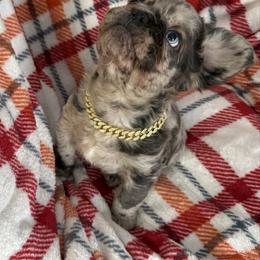 Asher - Blue merle male Assorted Doodle Crosses puppy in Wilburton, Oklahoma from Wild J Frenchies