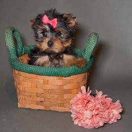 Girl - Black and gold female Yorkshire Terrier puppy in San Diego, California from BC Breeders Association