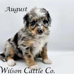 August - Blue merle male Aussiedoodle puppy in Lancaster, Minnesota from Wilson Cattle Co.