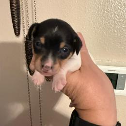 Pup L1 - White black and tan male Toy Fox Terrier puppy in Clermont, Florida from Debbie Hiles's Toy Fox Terriers